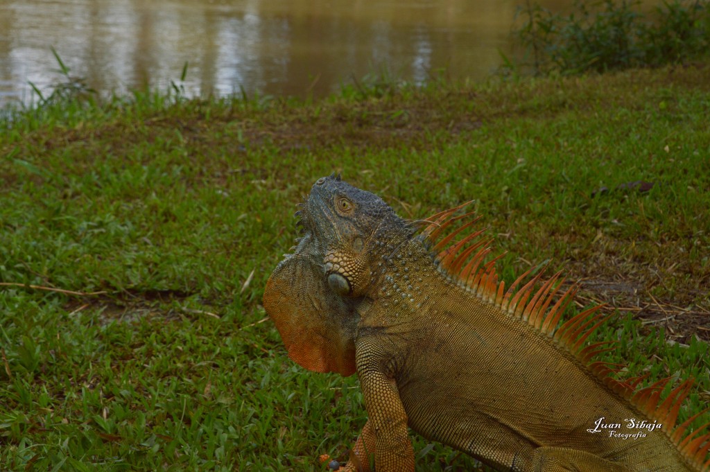 Foto: Refugio de Vida Silvestre - Caño Negro (Alajuela), Costa Rica