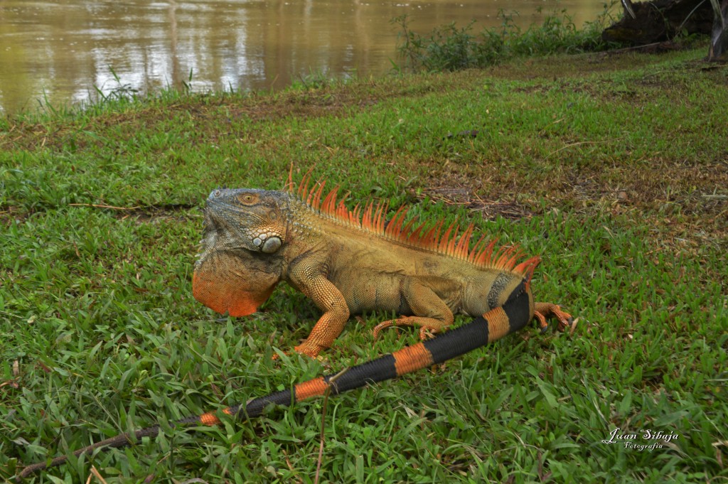 Foto: Refugio de Vida Silvestre - Caño Negro (Alajuela), Costa Rica