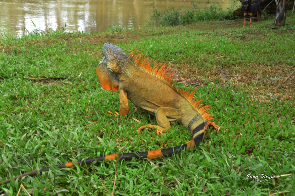 Foto: Refugio de Vida Silvestre - Caño Negro (Alajuela), Costa Rica