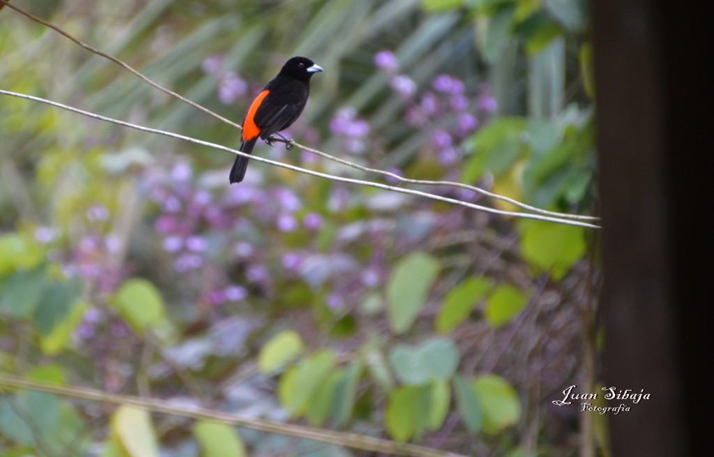 Foto: Refugio de Vida Silvestre - Caño Negro (Alajuela), Costa Rica