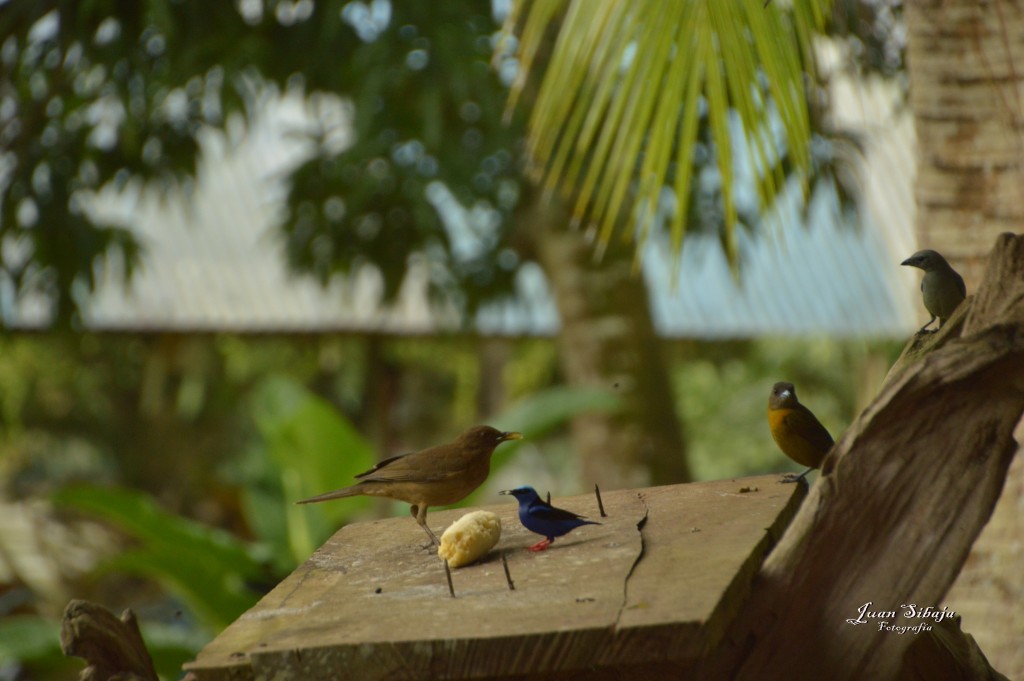 Foto: Refugio de Vida Silvestre - Caño Negro (Alajuela), Costa Rica