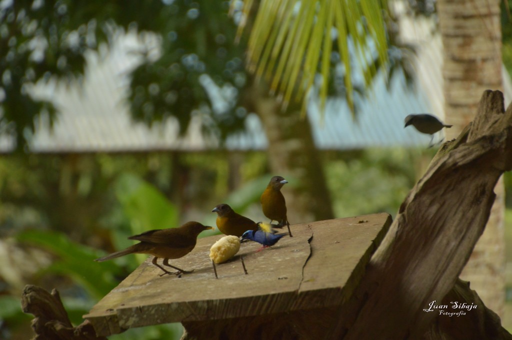 Foto: Refugio de Vida Silvestre - Caño Negro (Alajuela), Costa Rica