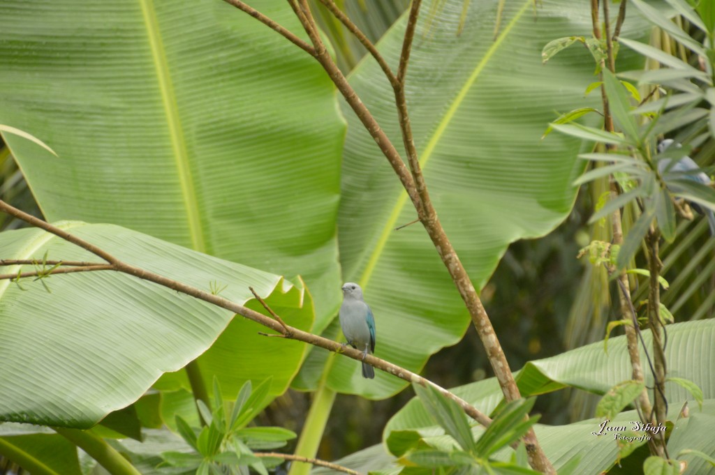 Foto: Refugio de Vida Silvestre - Caño Negro (Alajuela), Costa Rica