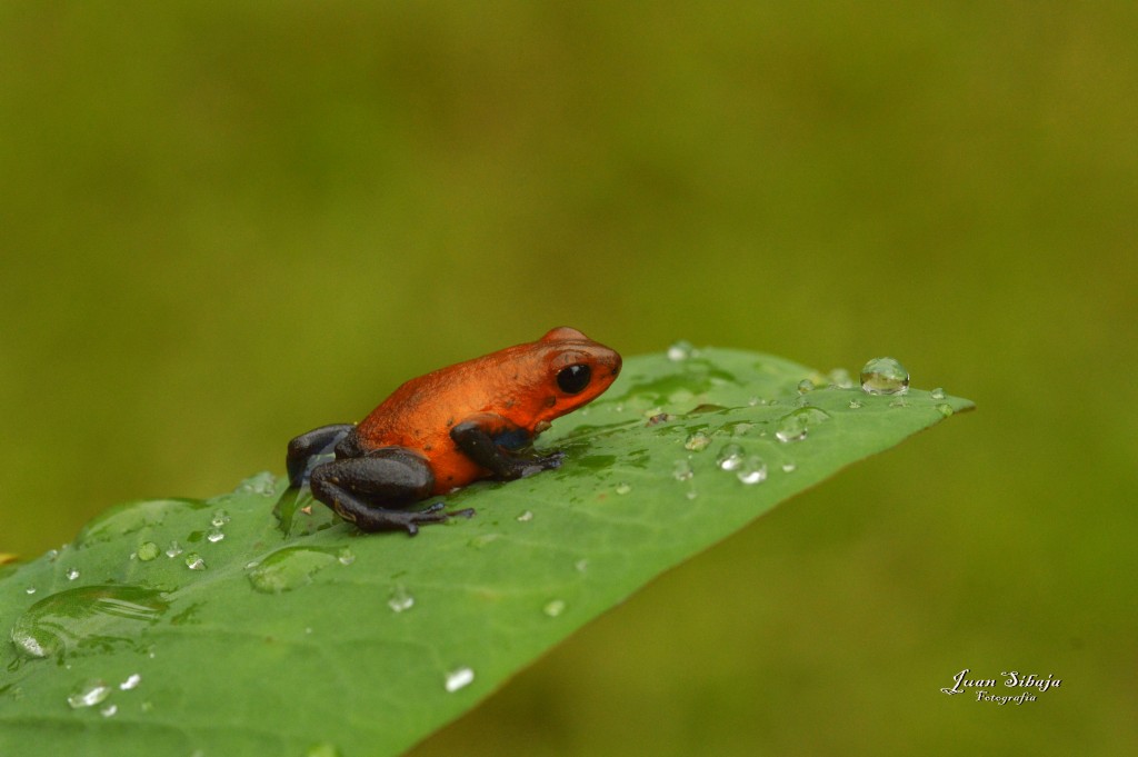 Foto: Refugio de Vida Silvestre - Caño Negro (Alajuela), Costa Rica