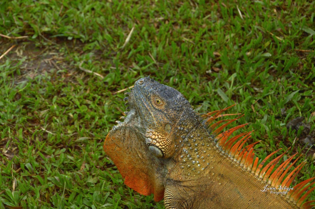 Foto: Refugio de Vida Silvestre - Caño Negro (Alajuela), Costa Rica