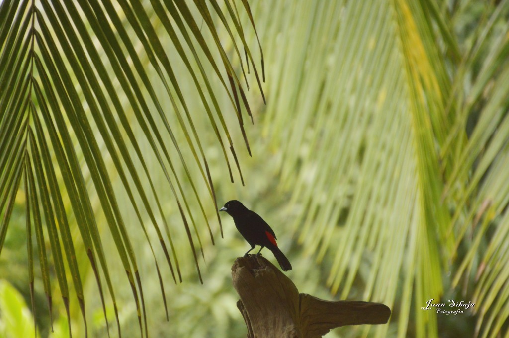 Foto: Refugio de Vida Silvestre - Caño Negro (Alajuela), Costa Rica