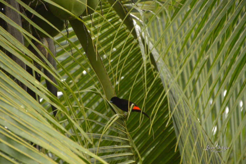 Foto: Refugio de Vida Silvestre - Caño Negro (Alajuela), Costa Rica