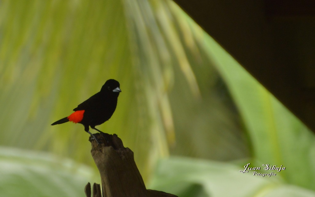 Foto: Refugio de Vida Silvestre - Caño Negro (Alajuela), Costa Rica