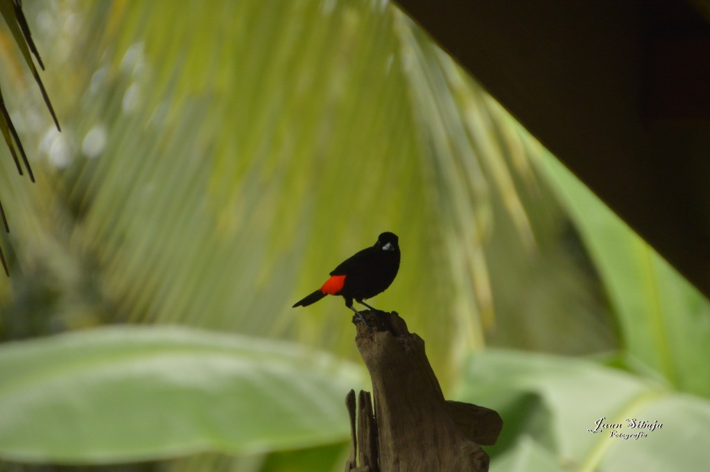 Foto: Refugio de Vida Silvestre - Caño Negro (Alajuela), Costa Rica