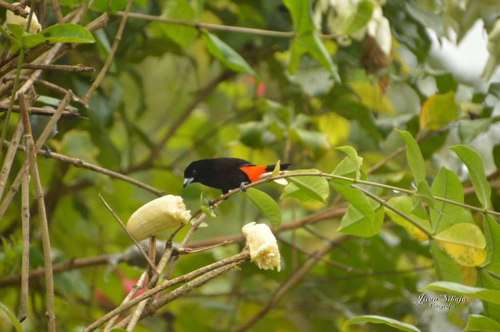 Foto: Refugio de Vida Silvestre - Caño Negro (Alajuela), Costa Rica