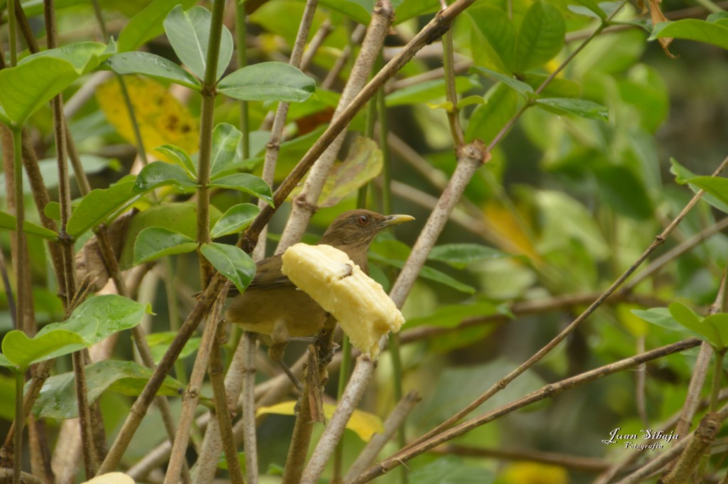 Foto: Refugio de Vida Silvestre - Caño Negro (Alajuela), Costa Rica