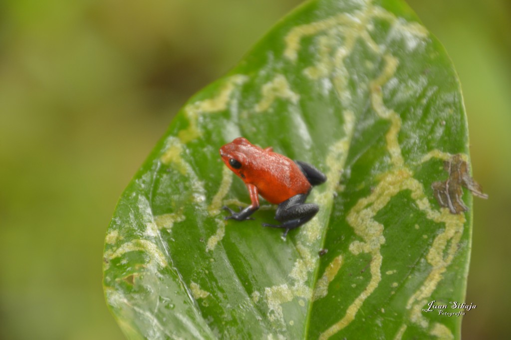 Foto: Refugio de Vida Silvestre - Caño Negro (Alajuela), Costa Rica