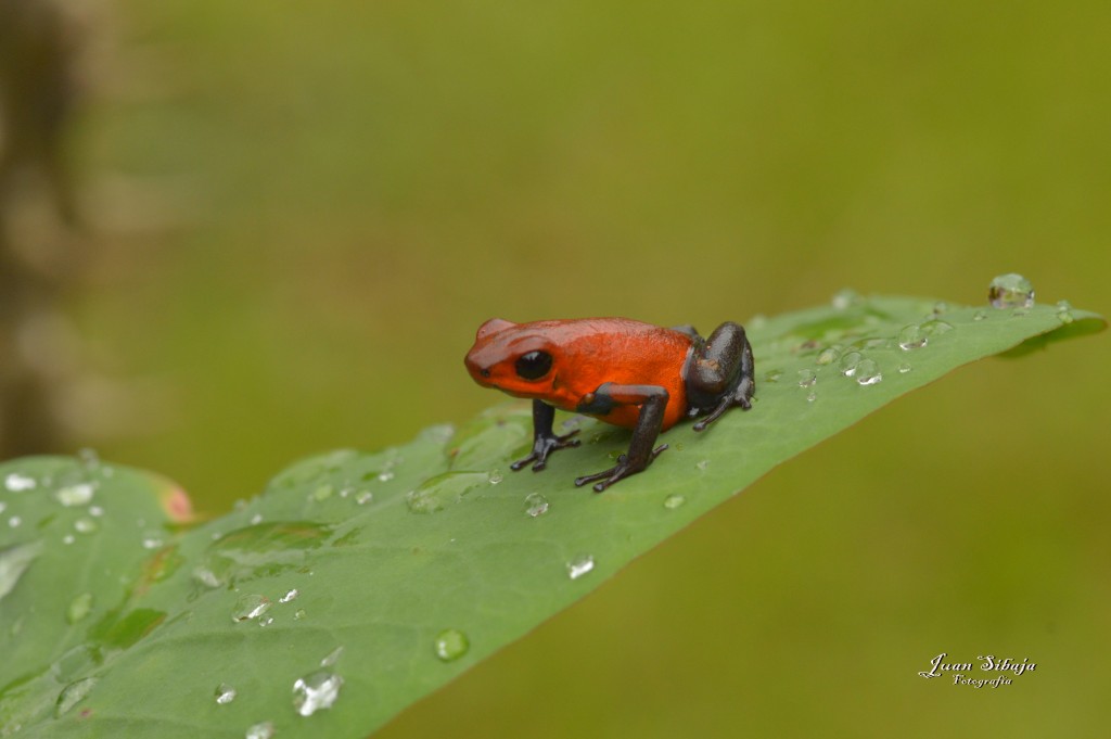 Foto: Refugio de Vida Silvestre - Caño Negro (Alajuela), Costa Rica