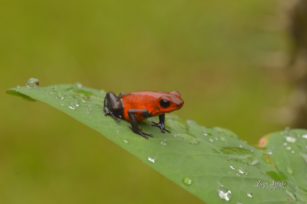 Foto: Refugio de Vida Silvestre - Caño Negro (Alajuela), Costa Rica