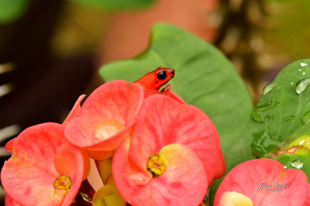 Foto: Refugio de Vida Silvestre - Caño Negro (Alajuela), Costa Rica