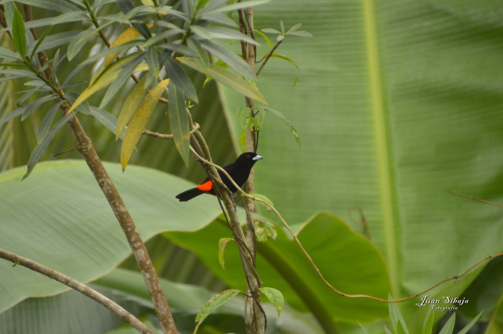 Foto: Refugio de Vida Silvestre - Caño Negro (Alajuela), Costa Rica