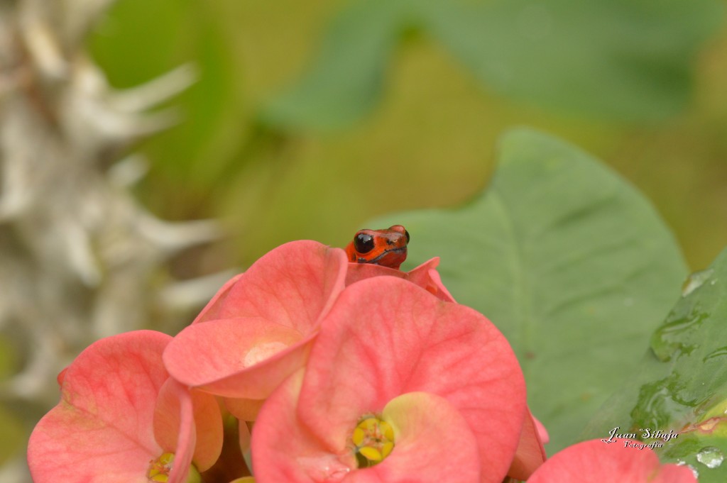 Foto: Refugio de Vida Silvestre - Caño Negro (Alajuela), Costa Rica