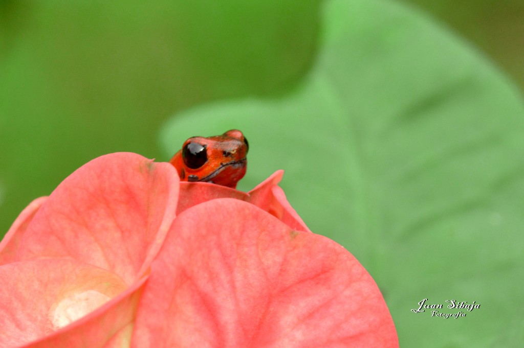 Foto: Refugio de Vida Silvestre - Caño Negro (Alajuela), Costa Rica