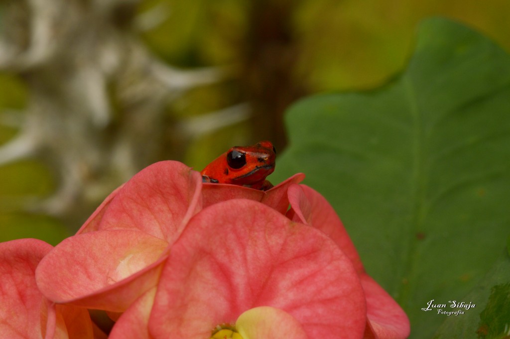 Foto: Refugio de Vida Silvestre - Caño Negro (Alajuela), Costa Rica