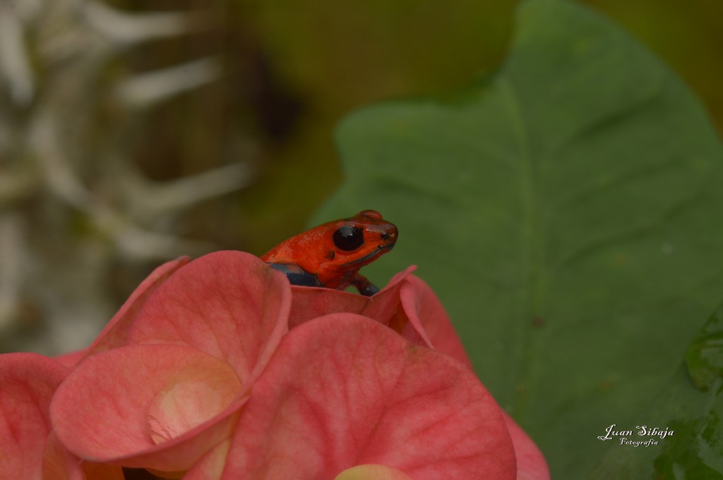 Foto: Refugio de Vida Silvestre - Caño Negro (Alajuela), Costa Rica