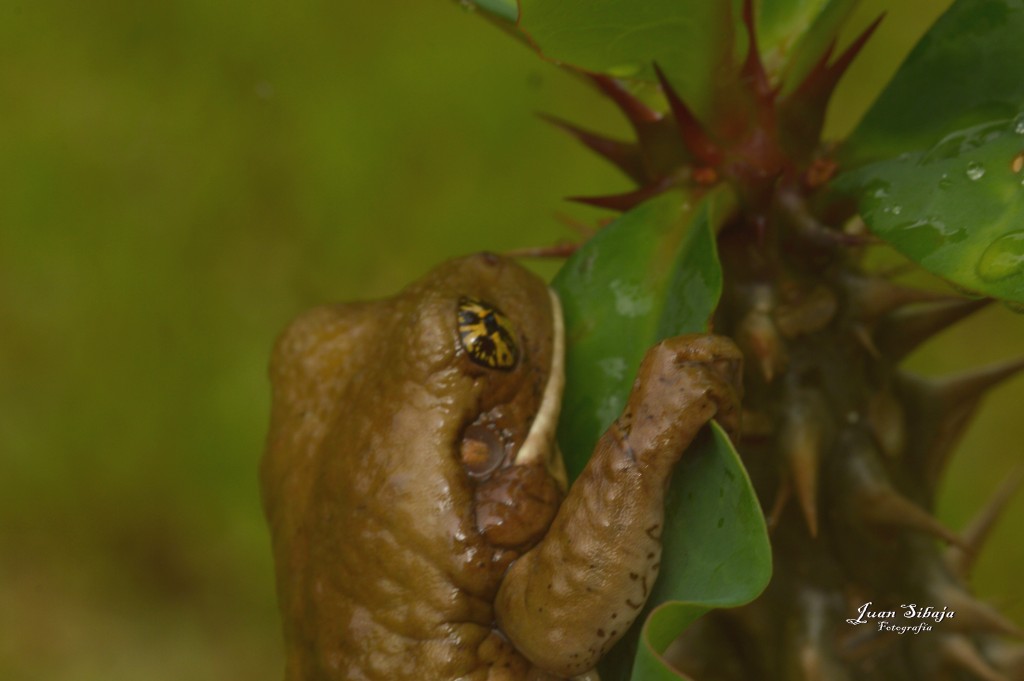 Foto: Refugio de Vida Silvestre - Caño Negro (Alajuela), Costa Rica