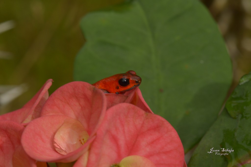 Foto: Refugio de Vida Silvestre - Caño Negro (Alajuela), Costa Rica