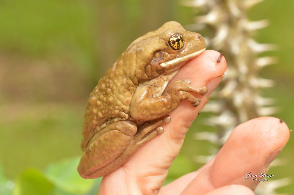 Foto: Refugio de Vida Silvestre - Caño Negro (Alajuela), Costa Rica