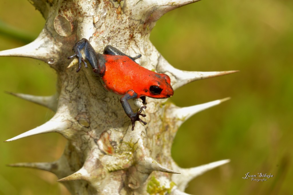 Foto: Refugio de Vida Silvestre - Caño Negro (Alajuela), Costa Rica