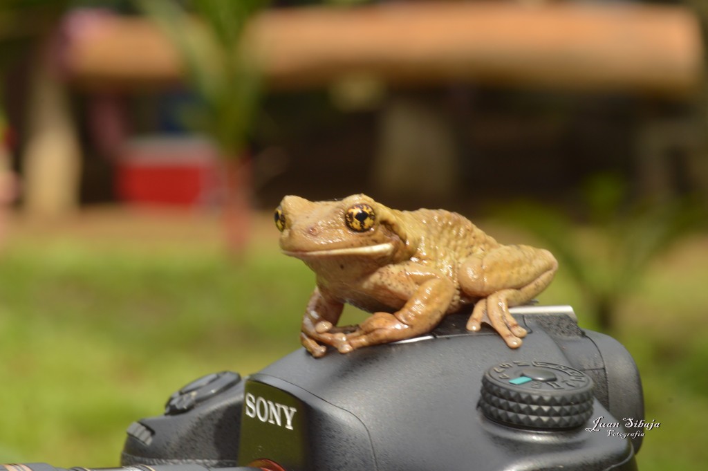 Foto: Refugio de Vida Silvestre - Caño Negro (Alajuela), Costa Rica