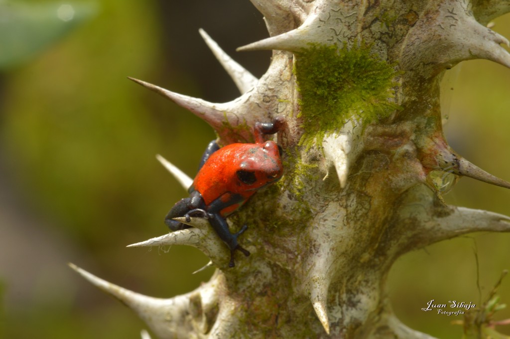 Foto: Refugio de Vida Silvestre - Caño Negro (Alajuela), Costa Rica