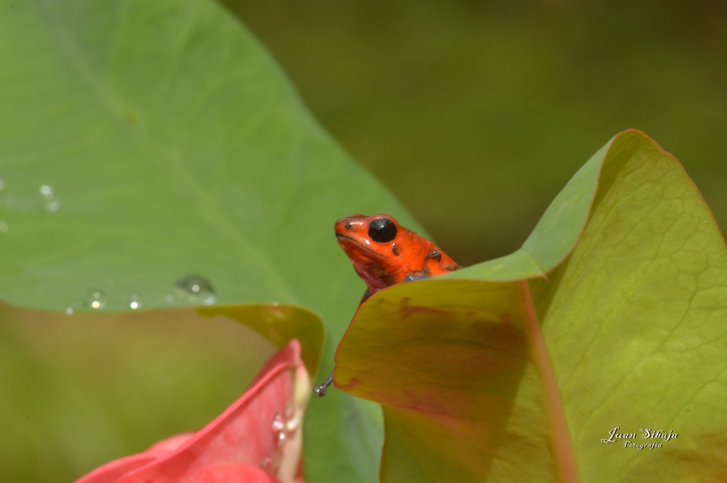 Foto: Refugio de Vida Silvestre - Caño Negro (Alajuela), Costa Rica