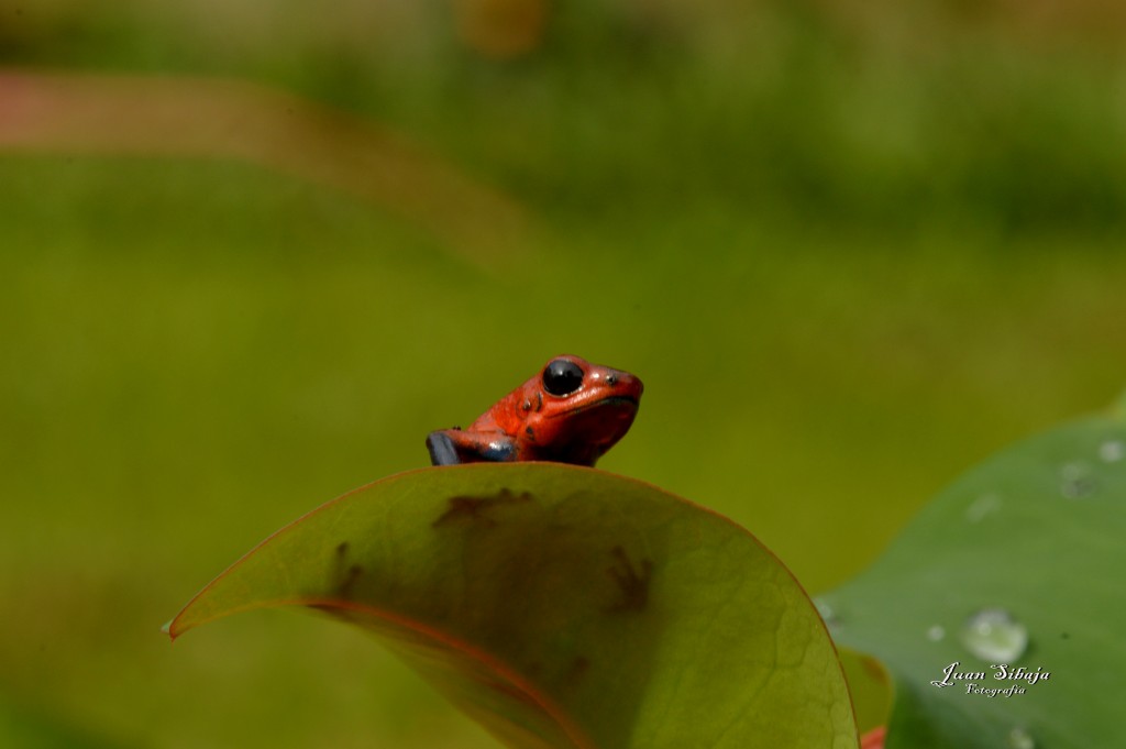 Foto: Refugio de Vida Silvestre - Caño Negro (Alajuela), Costa Rica