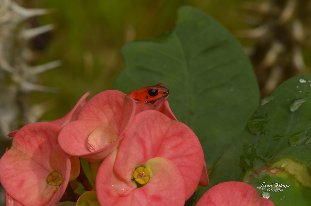 Foto: Refugio de Vida Silvestre - Caño Negro (Alajuela), Costa Rica