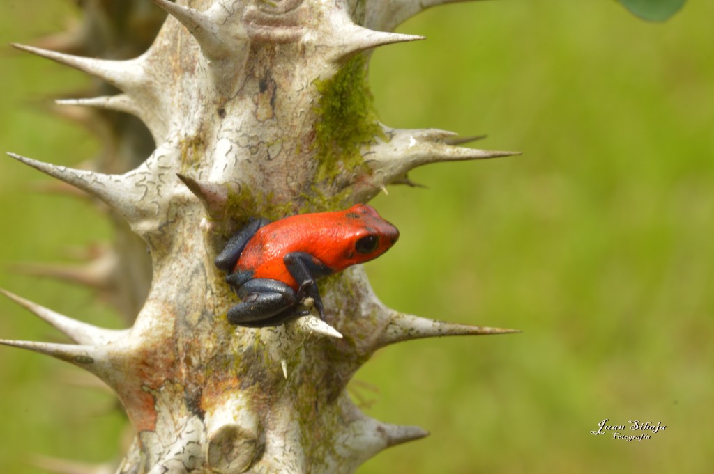 Foto: Refugio de Vida Silvestre - Caño Negro (Alajuela), Costa Rica