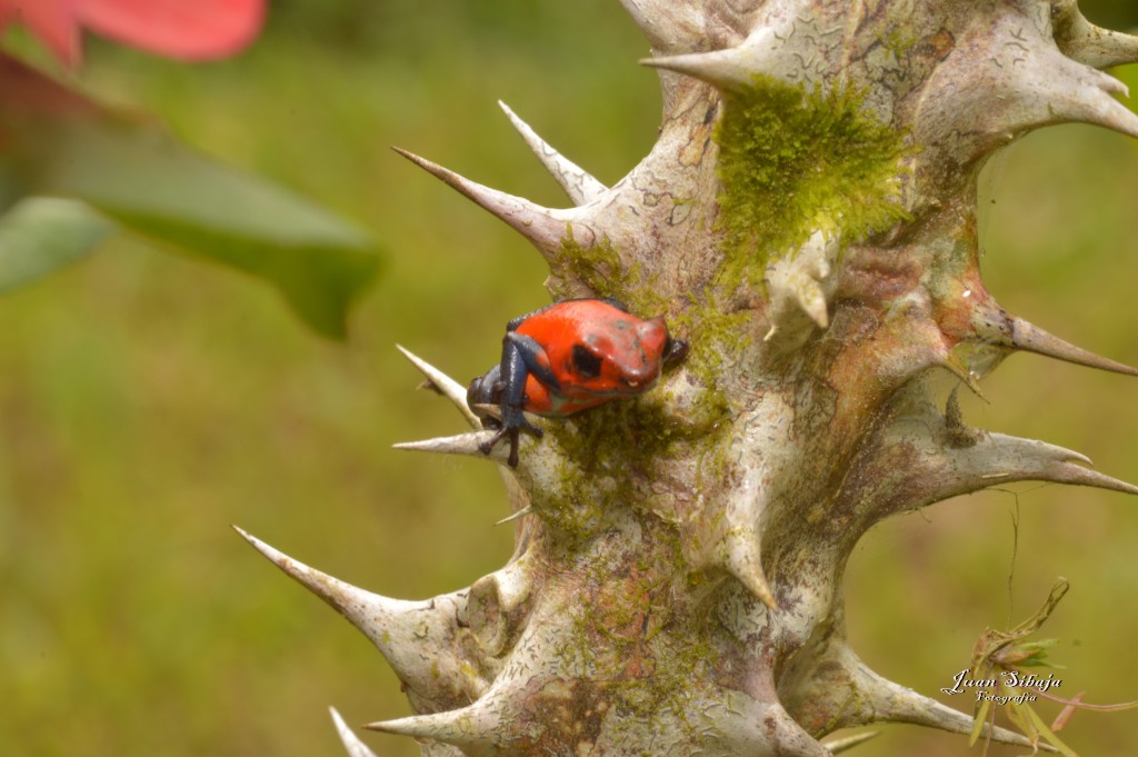 Foto: Refugio de Vida Silvestre - Caño Negro (Alajuela), Costa Rica