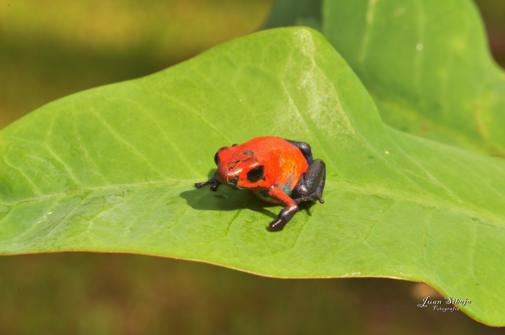 Foto: Refugio de Vida Silvestre - Caño Negro (Alajuela), Costa Rica