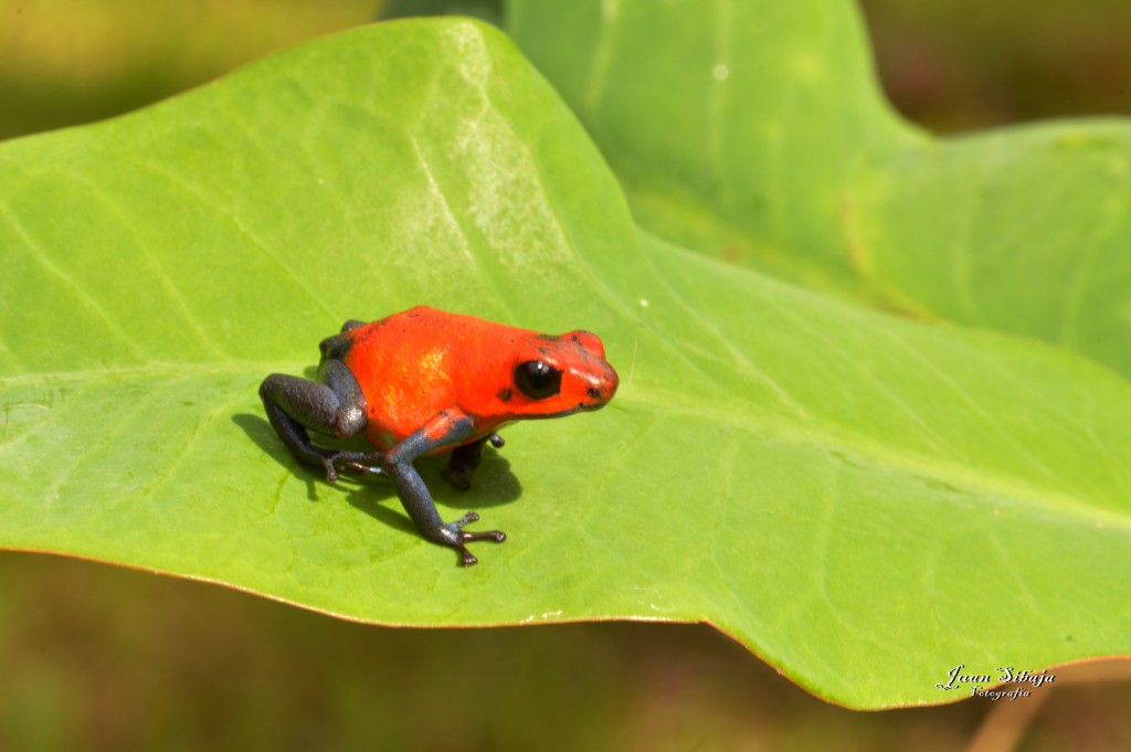 Foto: Refugio de Vida Silvestre - Caño Negro (Alajuela), Costa Rica