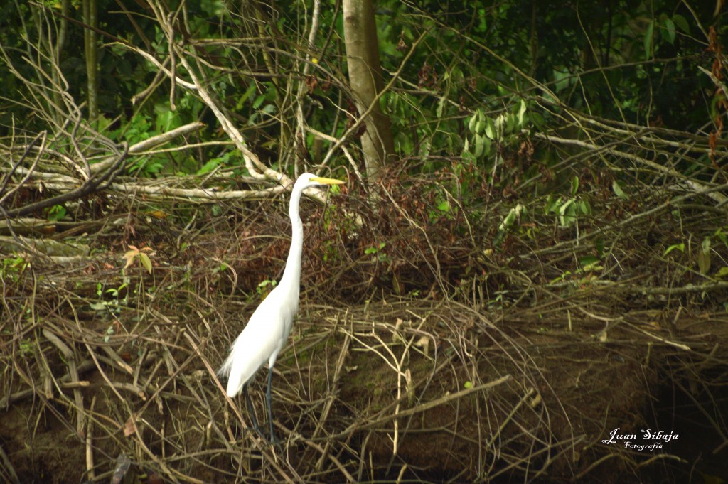 Foto: Refugio de Vida Silvestre - Caño Negro (Alajuela), Costa Rica