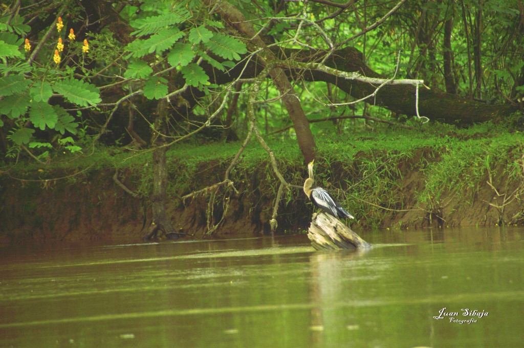 Foto: Refugio de Vida Silvestre - Caño Negro (Alajuela), Costa Rica