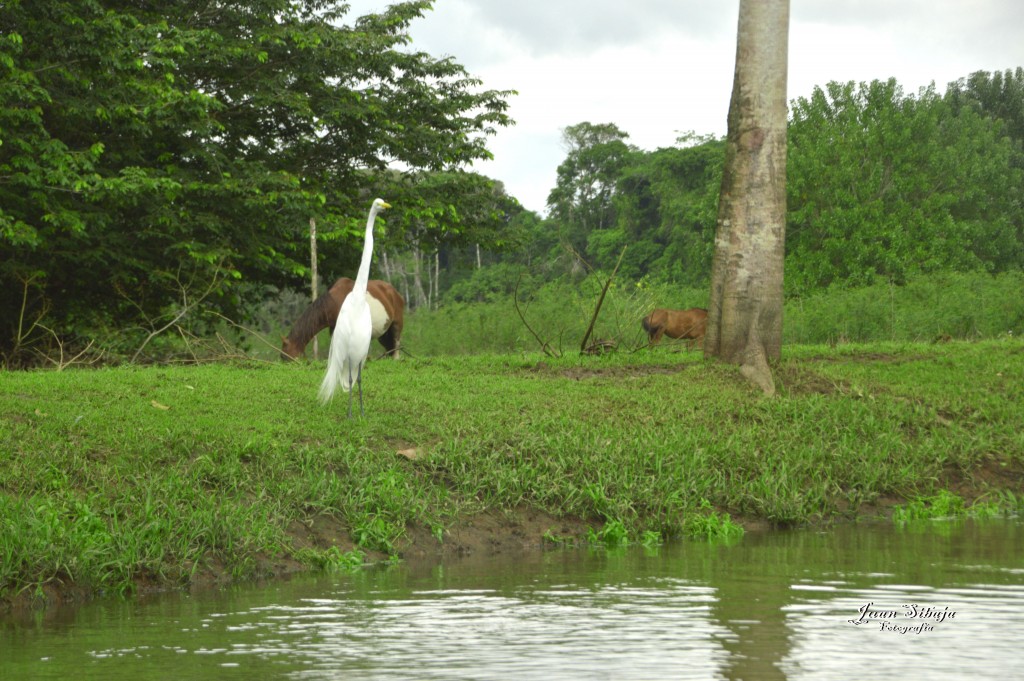 Foto: Refugio de Vida Silvestre - Caño Negro (Alajuela), Costa Rica