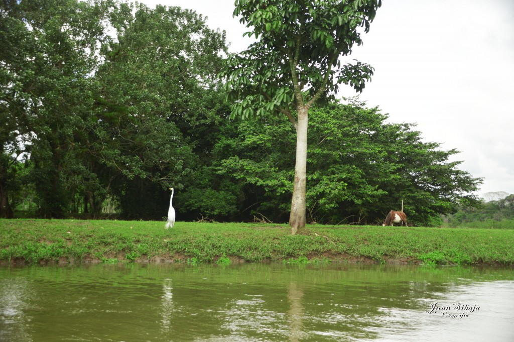 Foto: Refugio de Vida Silvestre - Caño Negro (Alajuela), Costa Rica