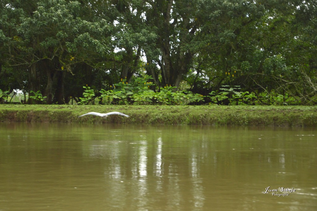 Foto: Refugio de Vida Silvestre - Caño Negro (Alajuela), Costa Rica