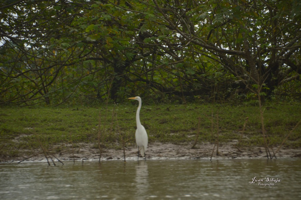 Foto: Refugio de Vida Silvestre - Caño Negro (Alajuela), Costa Rica