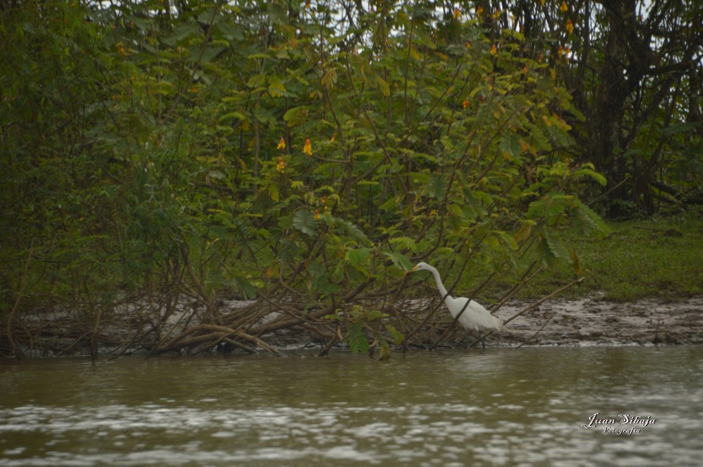 Foto: Refugio de Vida Silvestre - Caño Negro (Alajuela), Costa Rica