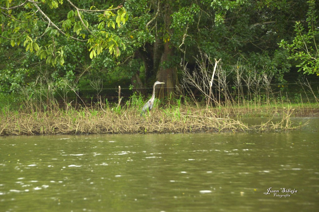 Foto: Refugio de Vida Silvestre - Caño Negro (Alajuela), Costa Rica