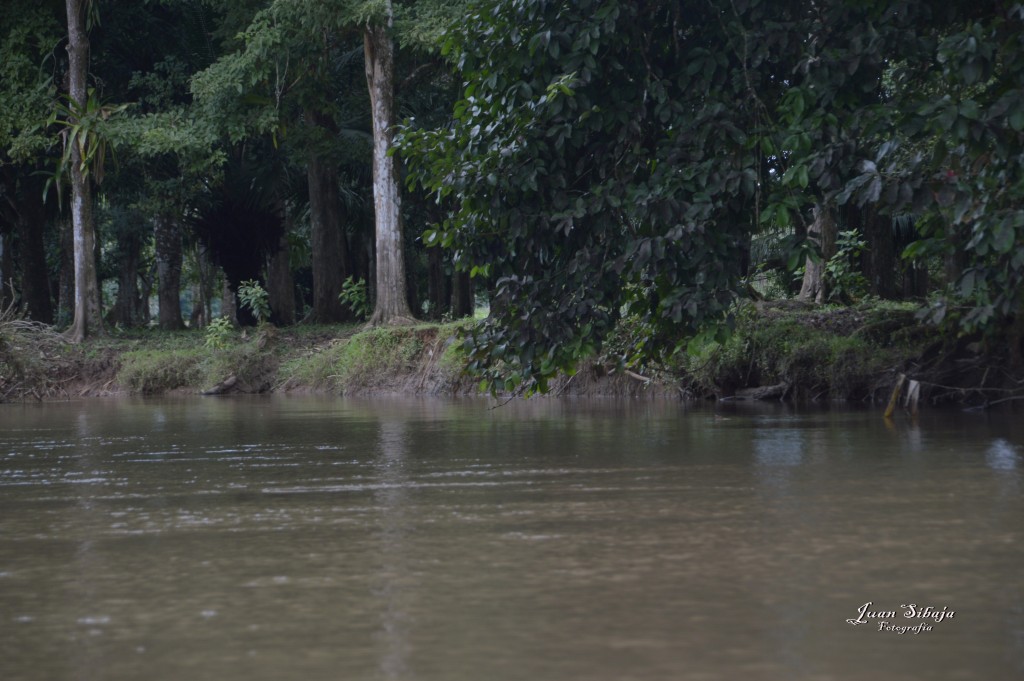 Foto: Refugio de Vida Silvestre - Caño Negro (Alajuela), Costa Rica