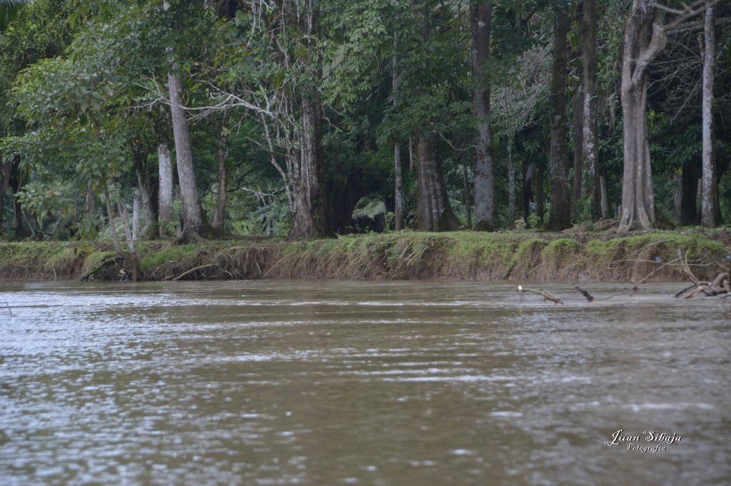 Foto: Refugio de Vida Silvestre - Caño Negro (Alajuela), Costa Rica