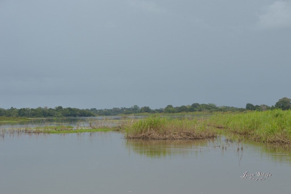 Foto: Refugio de Vida Silvestre - Caño Negro (Alajuela), Costa Rica