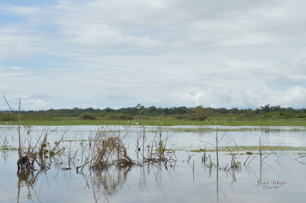 Foto: Refugio de Vida Silvestre - Caño Negro (Alajuela), Costa Rica