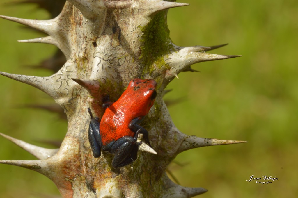 Foto: Refugio de Vida Silvestre - Caño Negro (Alajuela), Costa Rica